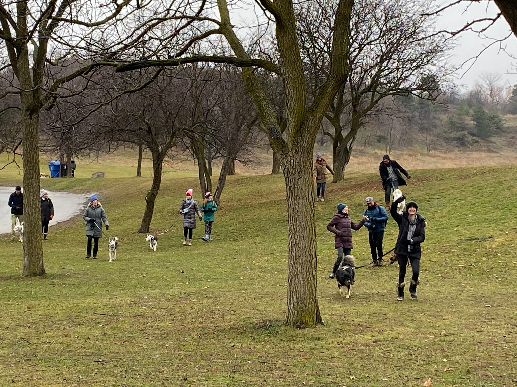 Pack walk during the fall/winter with lots of dogs and handlers